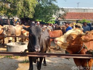 Harga Sapi di Pasar Jatinom Klaten Naik Jelang Idul Adha Harga Sapi di Pasar Jatinom Klaten Naik Jelang Idul Adha