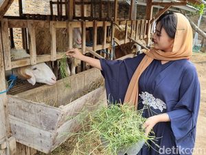 Cerita di Balik Penampilan Syari SPG Hewan Kurban di Bantul Cerita di Balik Penampilan Syari SPG Hewan Kurban di Bantul