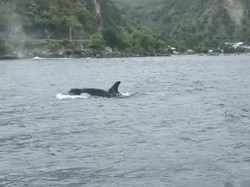 Kawanan Paus Orca Terlihat di Laut Olele Bone Bolango Gorontalo