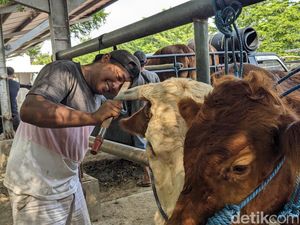 Jasa Salon Sapi di Tulungagung Raup Cuan Belasan Juta Jelang Idul Adha Jasa Salon Sapi di Tulungagung Raup Cuan Belasan Juta Jelang Idul Adha