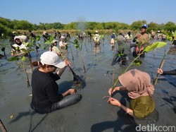 Puluhan Mahasiswa Tanam 500 Bibit Mangrove di Gunung Anyar Surabaya