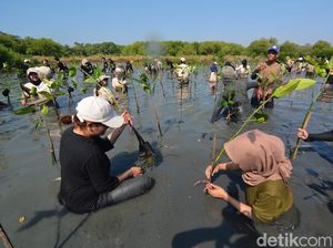 Puluhan Mahasiswa Tanam 500 Bibit Mangrove di Gunung Anyar Surabaya Puluhan Mahasiswa Tanam 500 Bibit Mangrove di Gunung Anyar Surabaya