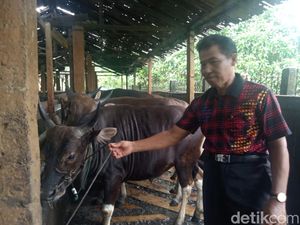 Pedagang Palembang Tak Ambil Hewan Kurban dari Daerah Terpapar Virus Ngorok