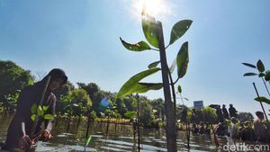 Ratusan Mahasiswa Tanaman Bibit Mangrove Untuk Pelestarian Lingkungan