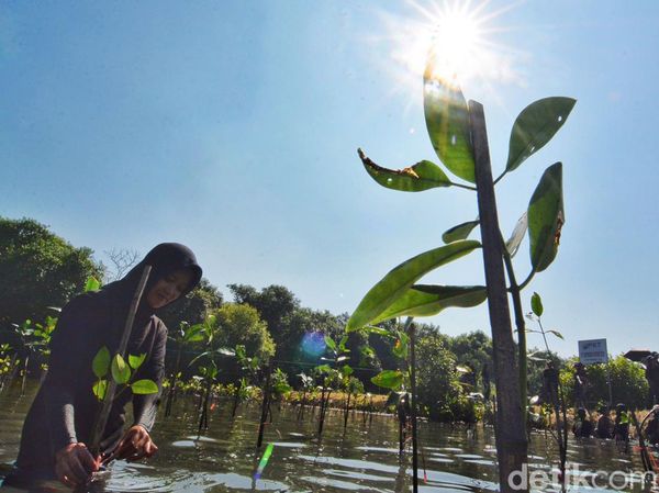 Ratusan Mahasiswa Tanaman Bibit Mangrove Untuk Pelestarian Lingkungan