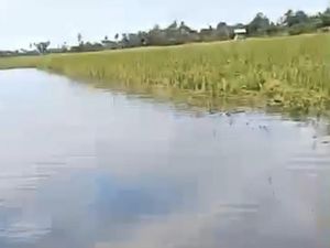 Lahan Petani di Pinrang Gagal Panen Imbas Pendangkalan Saluran Pembuangan Lahan Petani di Pinrang Gagal Panen Imbas Pendangkalan Saluran Pembuangan