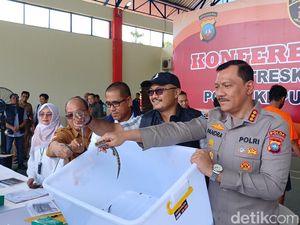 Polisi Gagalkan Penyelundupan 52 Ekor Anak Buaya ke Thailand di Batam