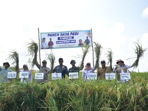 OKI Dapat Opla 65 Ribu Hektare, Produksi Padi Meningkat hingga 3 Kali Panen