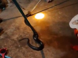 Kagetnya Istri Waluyo Lihat Kobra Sembunyi di Gentong Saat Cuci Piring