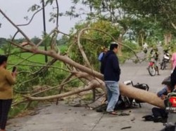 Pemotor Ketiban Pohon di Mlese Klaten, Motor Supra X Remuk