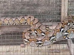 Viral Ular Piton Berkepala 2 Tertangkap di Wangon Banyumas, Ternyata...