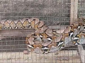 Viral Ular Piton Berkepala 2 Tertangkap di Wangon Banyumas, Ternyata... Viral Ular Piton Berkepala 2 Tertangkap di Wangon Banyumas, Ternyata...
