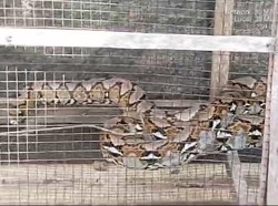 Viral Temuan Ular Piton Kepala 2 Berawal dari Ayam Bangkok Warga Hilang