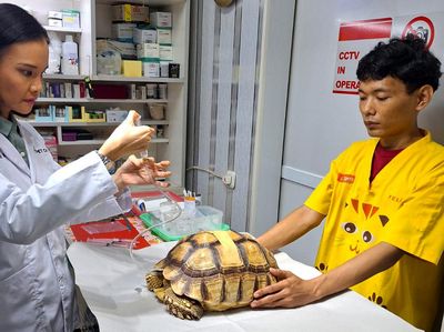 Begini Cara Merawat Reptile Peliharaan