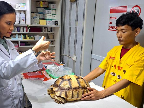 Begini Cara Merawat Reptile Peliharaan