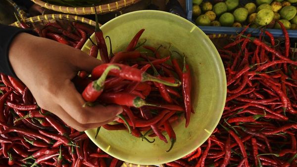 Duh! Harga Cabai Keriting Melambung Tembus Rp 72 Ribu/Kg