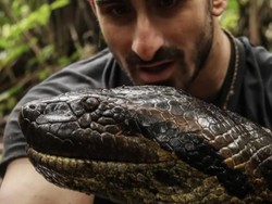 Eksperimen Dililit Anaconda Nyaris Berujung Tragis