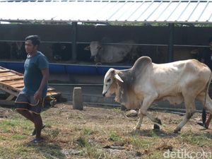 Stok Hewan Kurban di Garut Aman, Begini Cara Pilih yang Bagus
