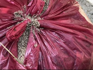 Jorok! Pedagang Simpan Sisa Makanan Tak Laku Sampai Penuh Belatung