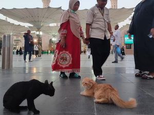 Sepasang Kucing dan Ribuan Merpati Aisyah di Sekitar Masjid Nabawi