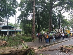 Pohon Besar Tumbang di Jalan Imam Bonjol Medan, Satu Orang Tewas