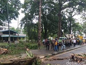 Pohon Besar Tumbang di Jalan Imam Bonjol Medan, Satu Orang Tewas Pohon Besar Tumbang di Jalan Imam Bonjol Medan, Satu Orang Tewas
