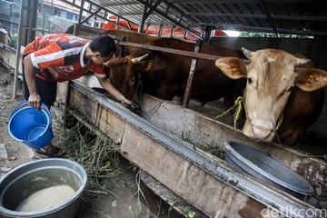 Menjelang Idul Adha, Pedagang Sapi Kurban Bertebaran di Jakarta