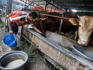 Menjelang Idul Adha, Pedagang Sapi Kurban Bertebaran di Jakarta