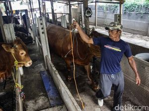 Simak! Inilah Ciri-ciri Hewan yang Tidak Boleh Dijadikan Kurban