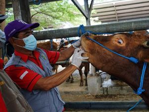 Tata Cara Beli Hewan Kurban, Lengkap dengan Manfaat Berkurban