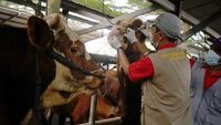 Jelang Idul Adha, Hewan Kurban Dicek Kesehatannya