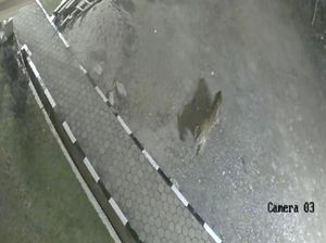 Heboh Harimau Masuk Halaman Masjid di Solok, Ini Penjelasan BKSDA Sumbar