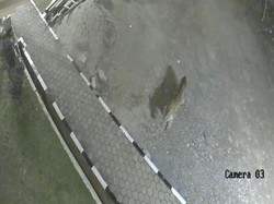 Geger Harimau Sumatera Masuk Masjid di Sumbar, Ini Kata BKSDA