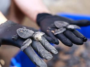 Kunjungi Konservasi Penyu, Pertamina Ajak Delegasi ASCOPE Melepas Tukik