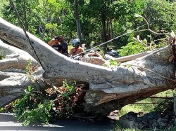Pohon Raksasa Berusia Ratusan Tahun Tumbang di Karangasem