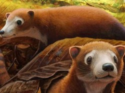 Hewan Semungil Ini Ternyata Nenek Moyang Sapi hingga Rusa, Bagaimana Bisa?