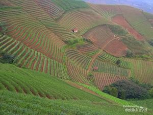 Terasering Panyaweuyan Jelas Bisa Menyegarkan Mata Terasering Panyaweuyan Jelas Bisa Menyegarkan Mata