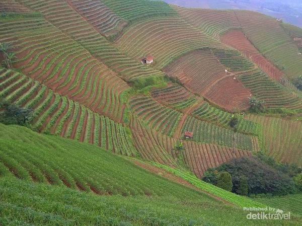 Terasering Panyaweuyan Jelas Bisa Menyegarkan Mata