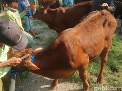 Bikin Ternak Makin Glowing, Jasa Salon Sapi di Pasar Wage Pati Laris Manis