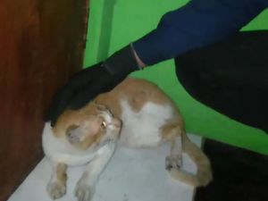 Kerap Serang Warga, Kucing Oyen di Bogor Dievakuasi Damkar