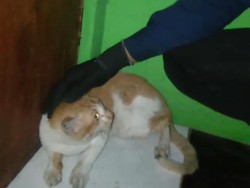 Kerap Serang Warga, Kucing Oyen di Bogor Dievakuasi Damkar