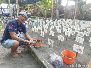 Kabar Bahagia, 17 Ribu Telur Penyu Siap Menetas di Bali Kabar Bahagia, 17 Ribu Telur Penyu Siap Menetas di Bali