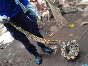 Ular Piton Ditangkap Setelah Makan Ternak Warga di Karangasem Ular Piton Ditangkap Setelah Makan Ternak Warga di Karangasem