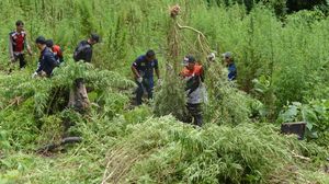 Penampakan Ladang Ganja 2,5 Hektare di Aceh Besar yang Dibakar