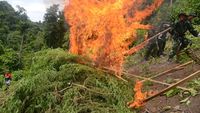 Pemusnahan 2,5 Hektare Ganja Siap Panen di Aceh Besar