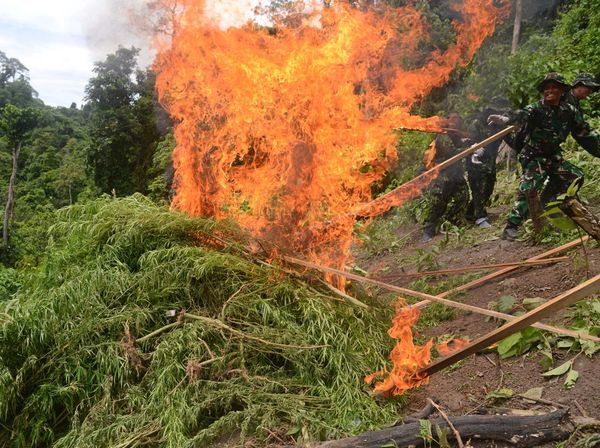 Pemusnahan 2,5 Hektare Ganja Siap Panen di Aceh Besar