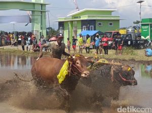Kerapan Sapi Brujul Dandim Cup 2024 Awali Musim Tanam di Kota Probolinggo Kerapan Sapi Brujul Dandim Cup 2024 Awali Musim Tanam di Kota Probolinggo