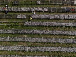 Mengintip Produksi Ikan Teri Kualitas Ekspor di Halmahera Timur