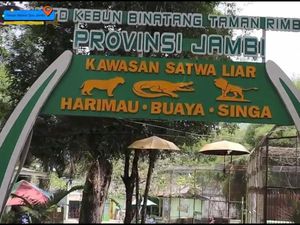 Koleksi Satwa di Taman Rimba Jambi, Ada Harimau hingga Buaya Senyulong Koleksi Satwa di Taman Rimba Jambi, Ada Harimau hingga Buaya Senyulong