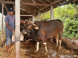 Permintaan Hewan Kurban Meningkat Jelang Idul Adha, Saudagar Sapi Semringah